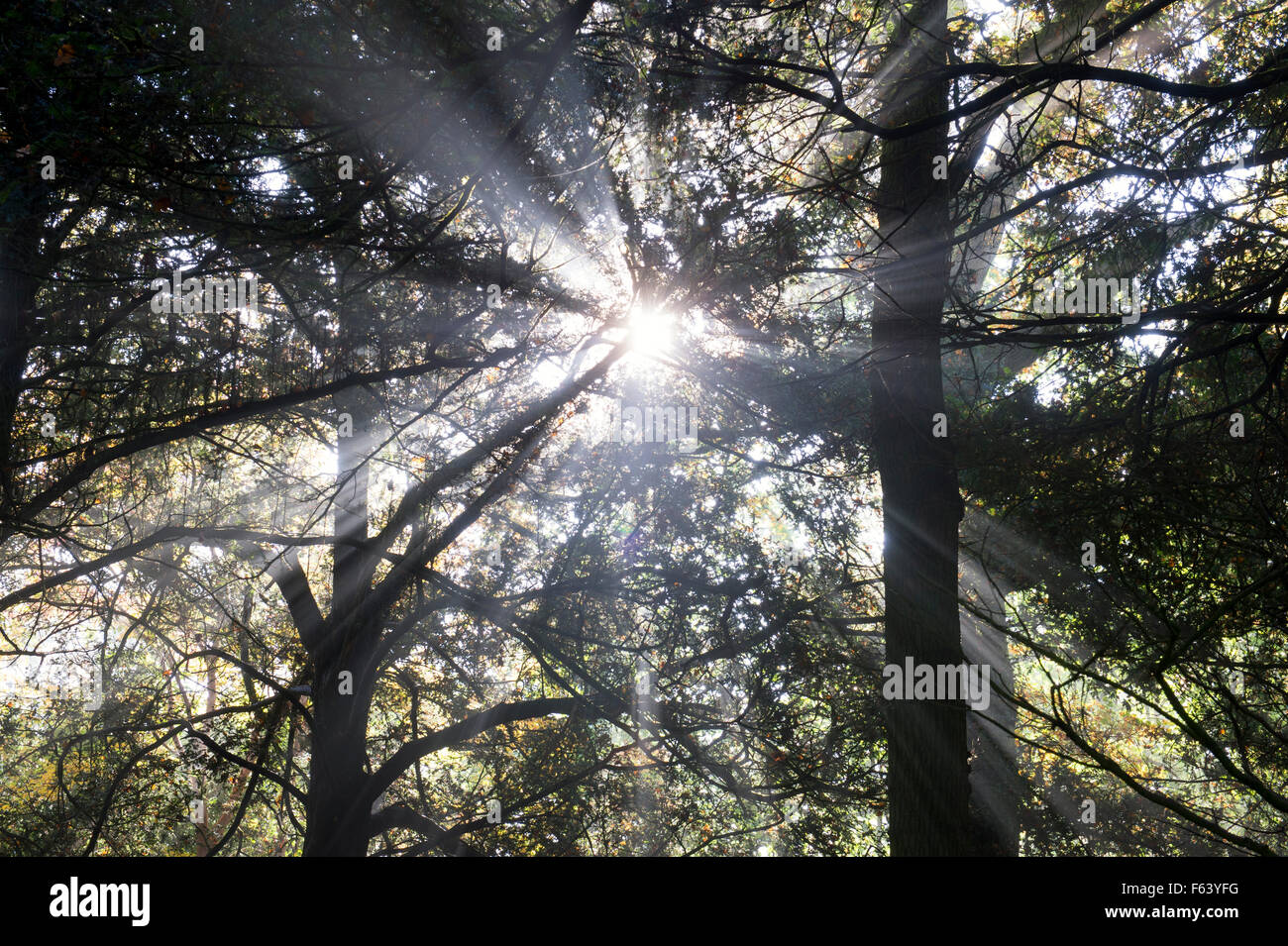 Gli alberi di pino, Sunray e nebbia autunnale a Westonbirt Arboretum, Gloucestershire, Inghilterra Foto Stock