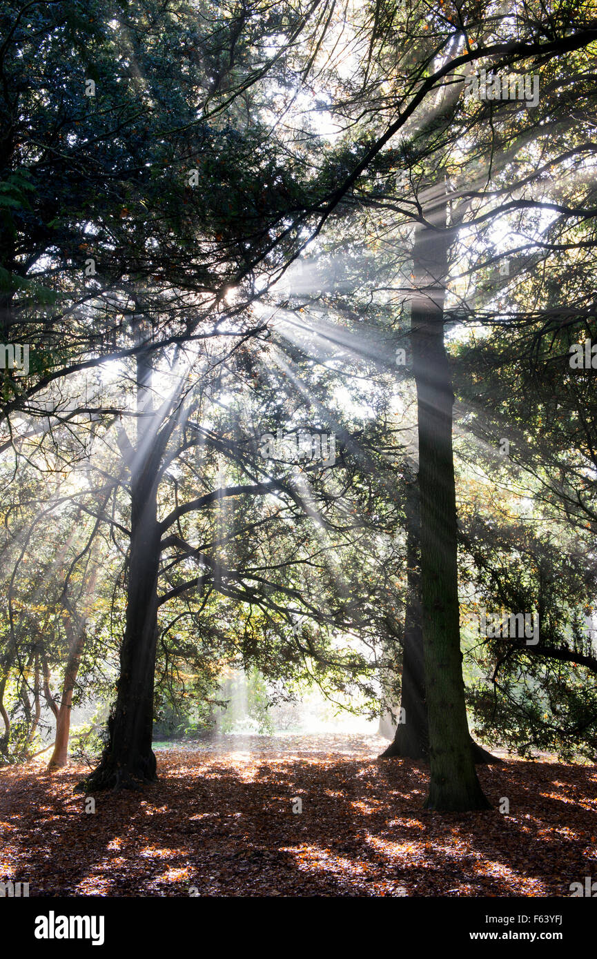 Gli alberi di pino, Sunray e nebbia autunnale a Westonbirt Arboretum, Gloucestershire, Inghilterra Foto Stock