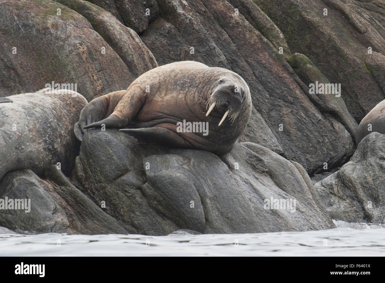 Tricheco, Odobenus rosmarus trainato su rocce, Isola Baffin, Artico Canadese. Foto Stock
