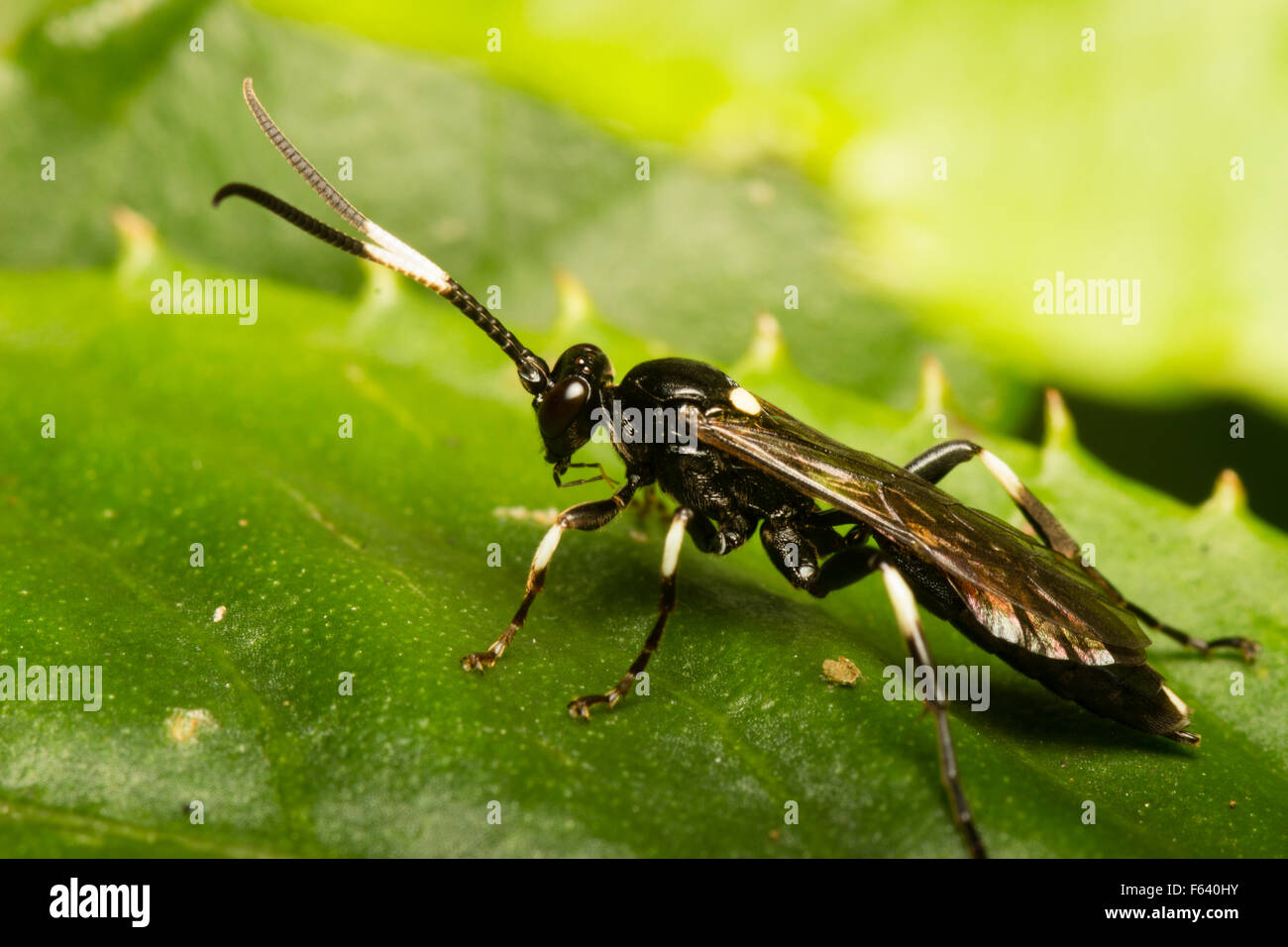 Vista laterale di una femmina ichneumon wasp, Coelichneumon deliratorius, in un giardino di Plymouth Foto Stock