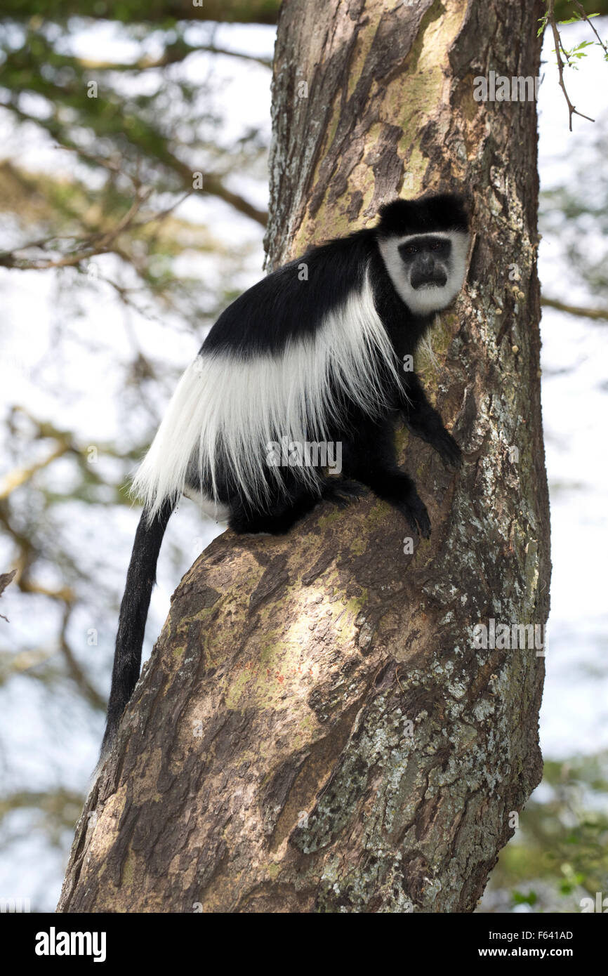 Uno Colobus Monkey seduto sul tronco di Acacia Colobus guereza Elsamere Naivasha Kenya Foto Stock