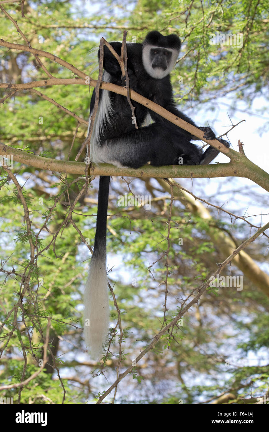 Uno Colobus Monkey seduto in Acacia Elsamere Naivasha Kenya Foto Stock