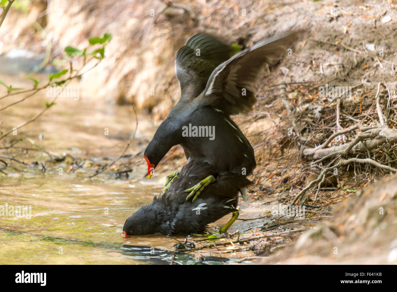 Gallinelle d'acqua accoppiamento Foto Stock