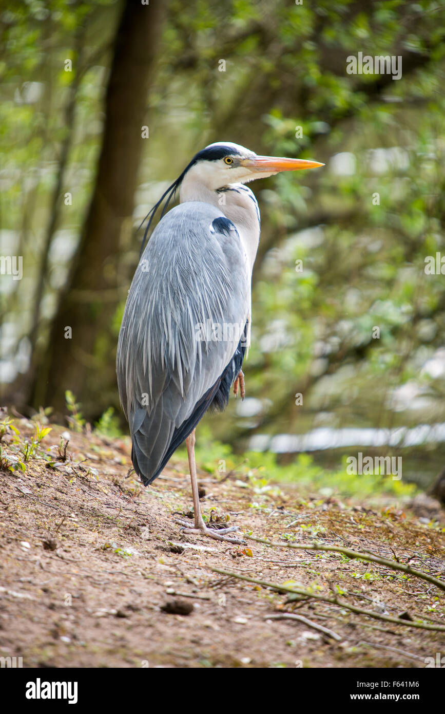 Heron in piedi con il collo verso il basso Foto Stock