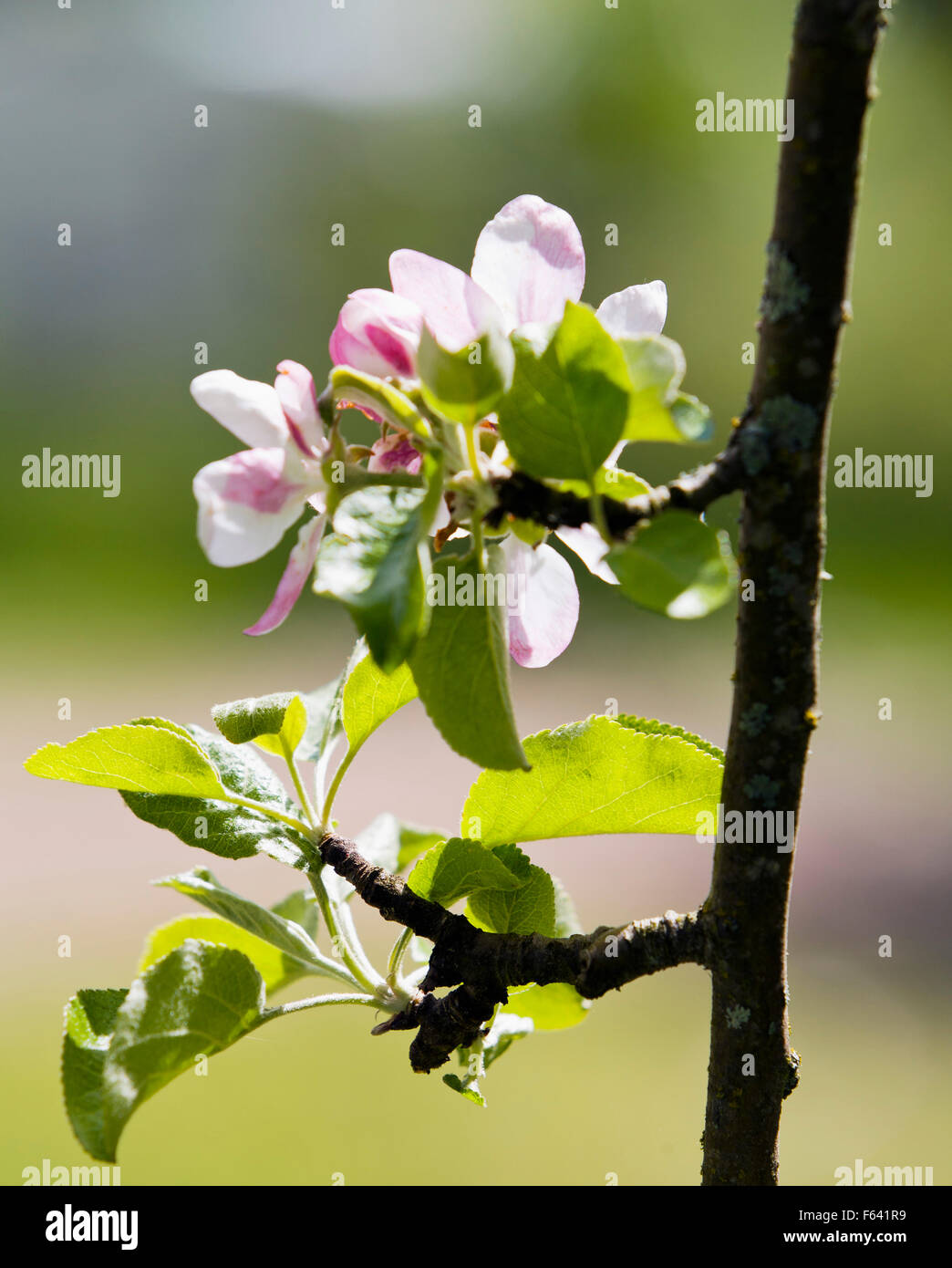 Fioritura di melo Foto Stock