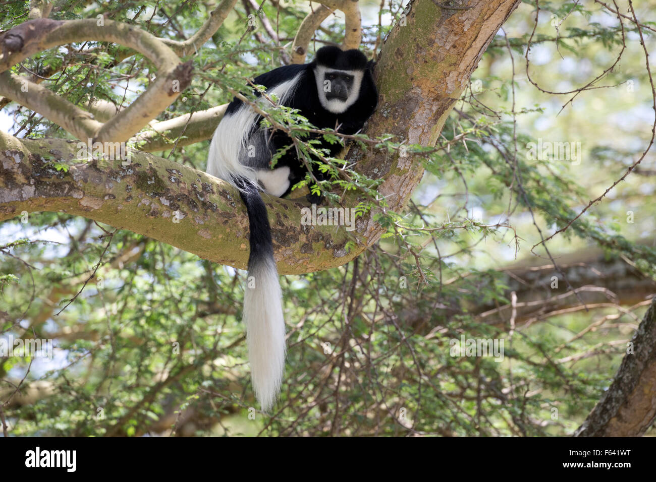 Uno Colobus Monkey seduto in Acacia Colobus guereza Elsamere Naivasha Kenya Foto Stock