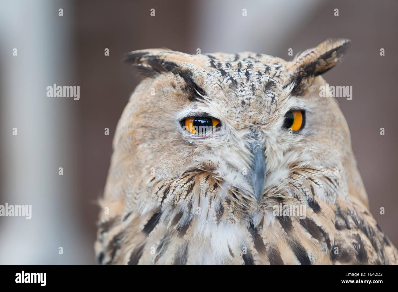 Fauna selvatica: gli uccelli rapaci, Europeo Gufo Reale (Gufo Eurasiatico - Bubo bubo). Foto Stock