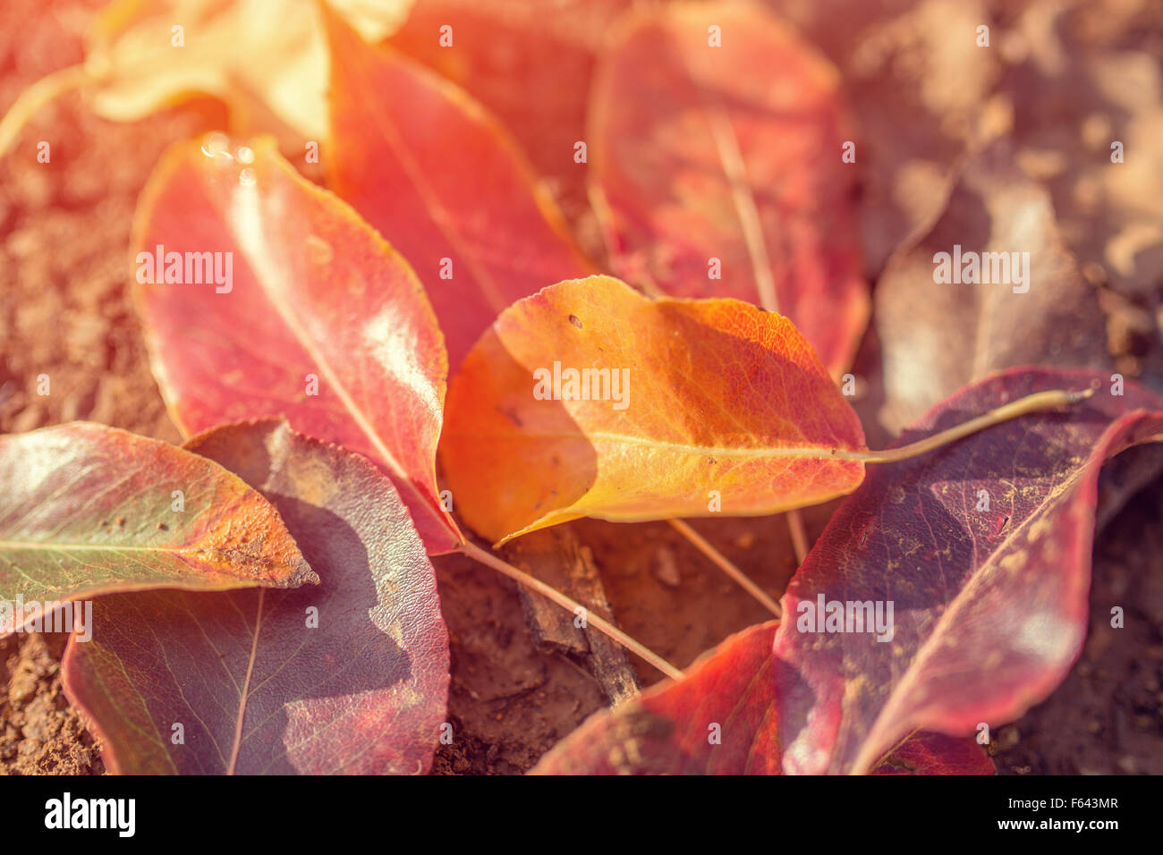 Gruppo di sfondo autunno foglie d'arancio. All'esterno. Foto Stock