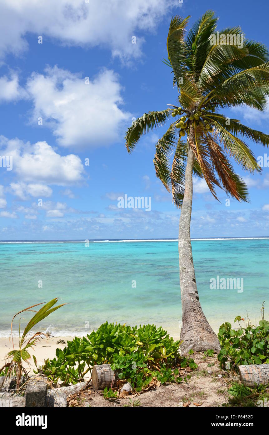 Palm tree su una spiaggia, Rarotonga Isole Cook Foto Stock