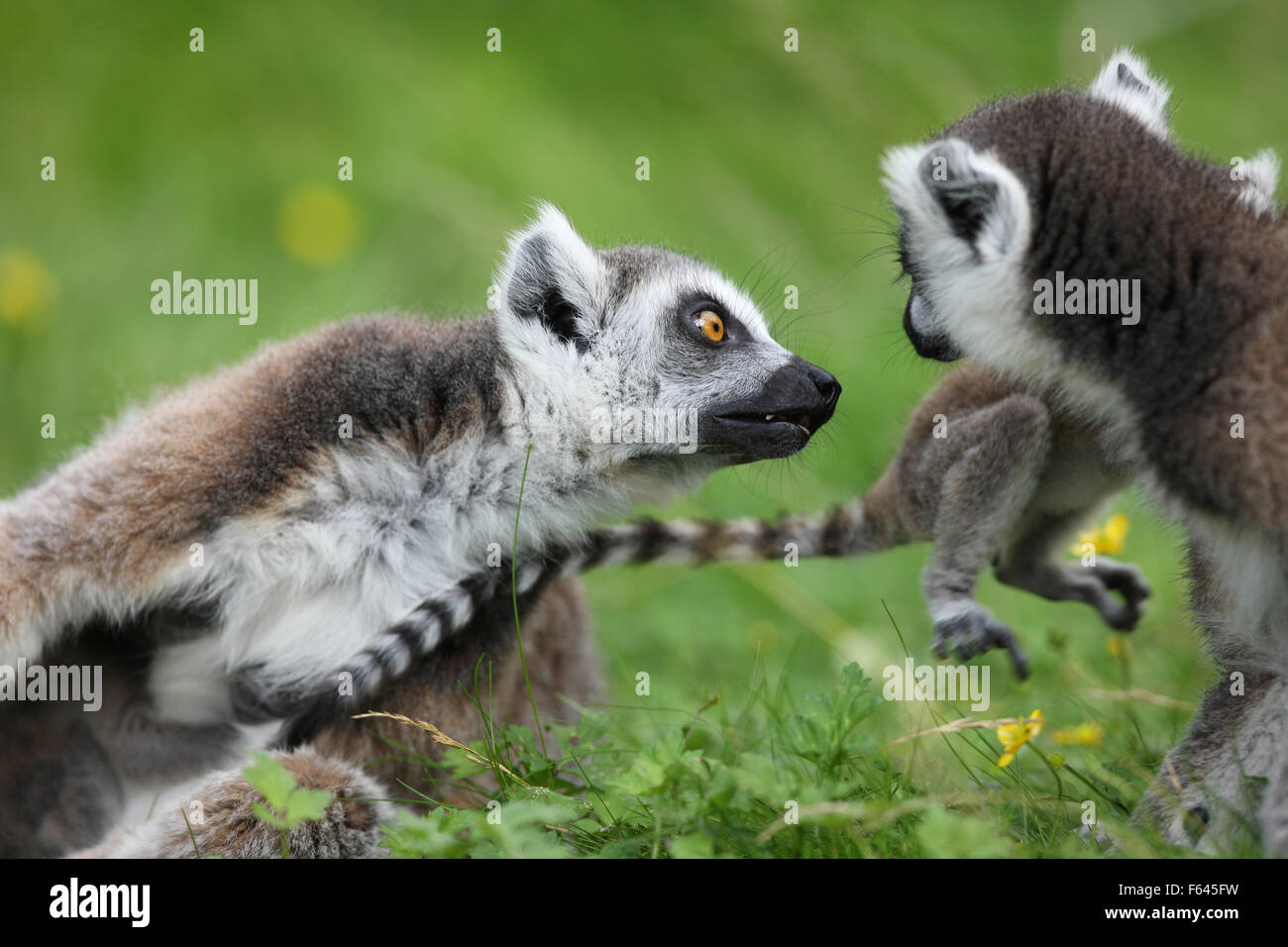 Close up di un anello Tailed Lemur famiglia Foto Stock