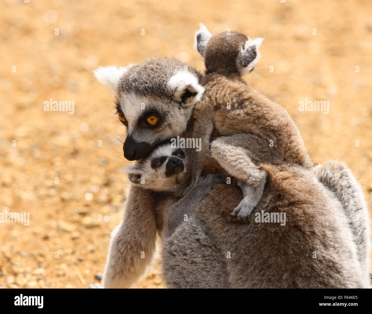 Un anello di madre Tailed Lemur portando il suo bambino Foto Stock