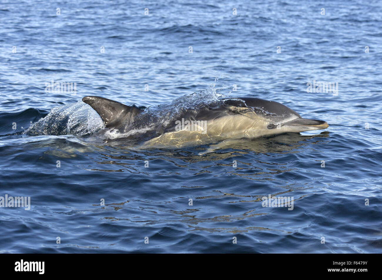 A breve becco delfino comune - Delphinus delphis Foto Stock