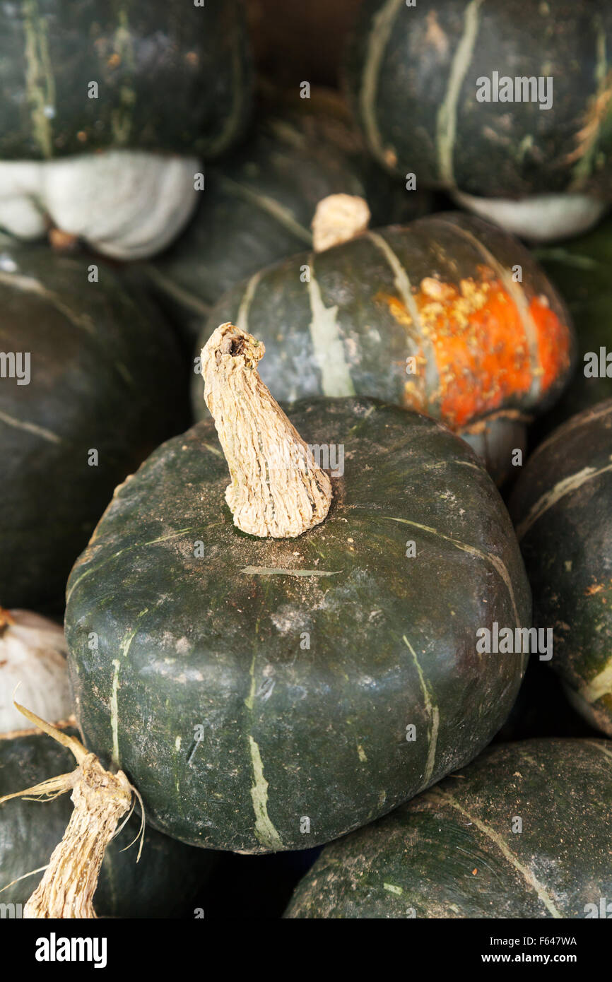 Ranuncolo, zucca cucurbita maxima, Vermont USA Foto Stock