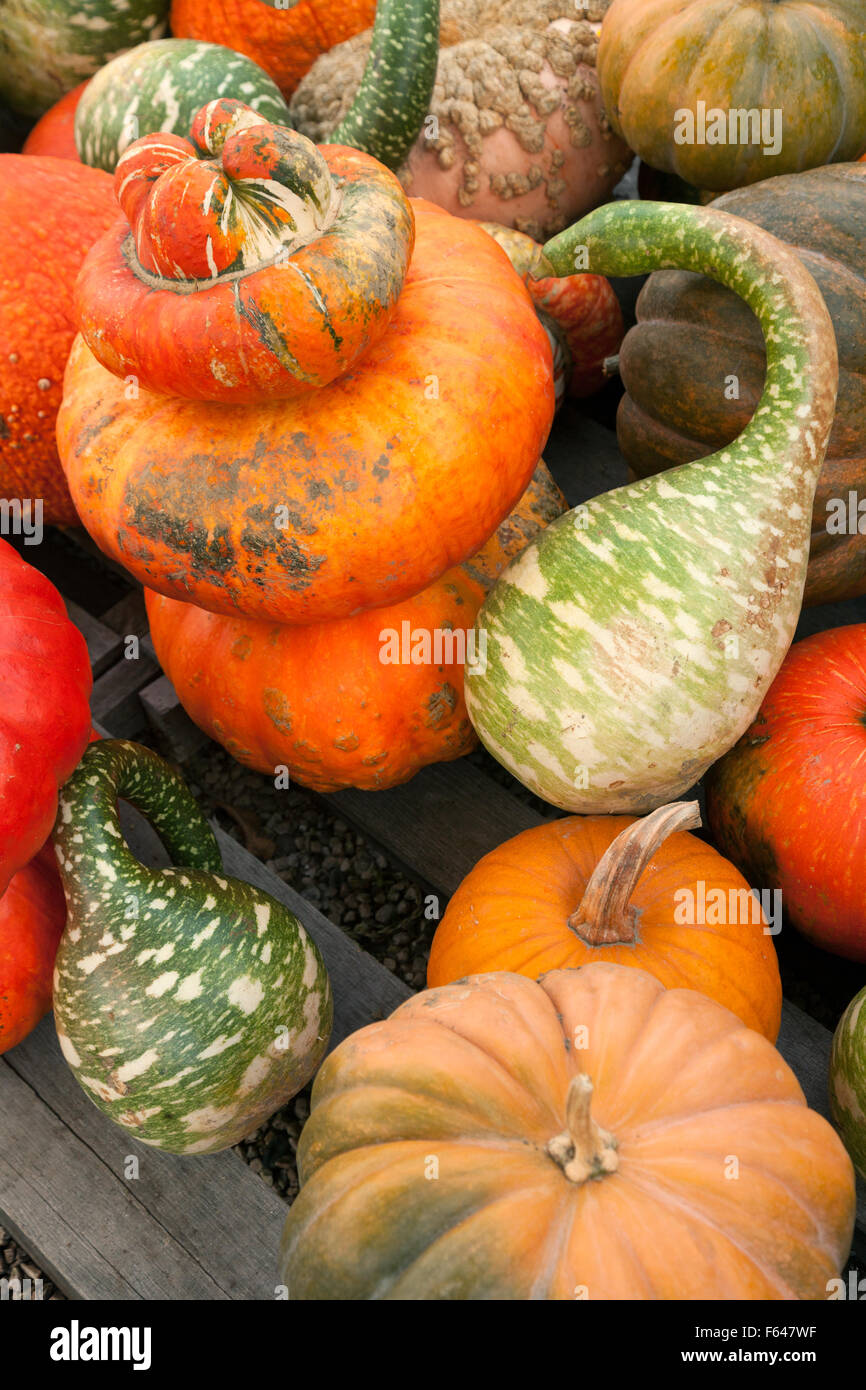 Una varietà di zucche e zucche ( cucurbita ), Vermont New England USA Foto Stock
