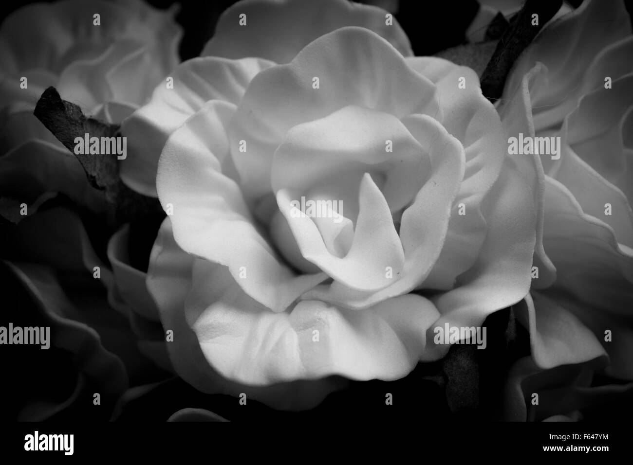 Rosa gialla in bianco e nero, su un mazzo di rose. Foto Stock