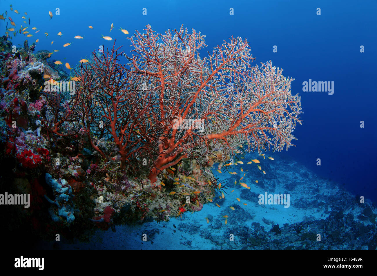 Soft Coral (Siphonogorgia sp.) Oceano Indiano, Maldive Foto Stock