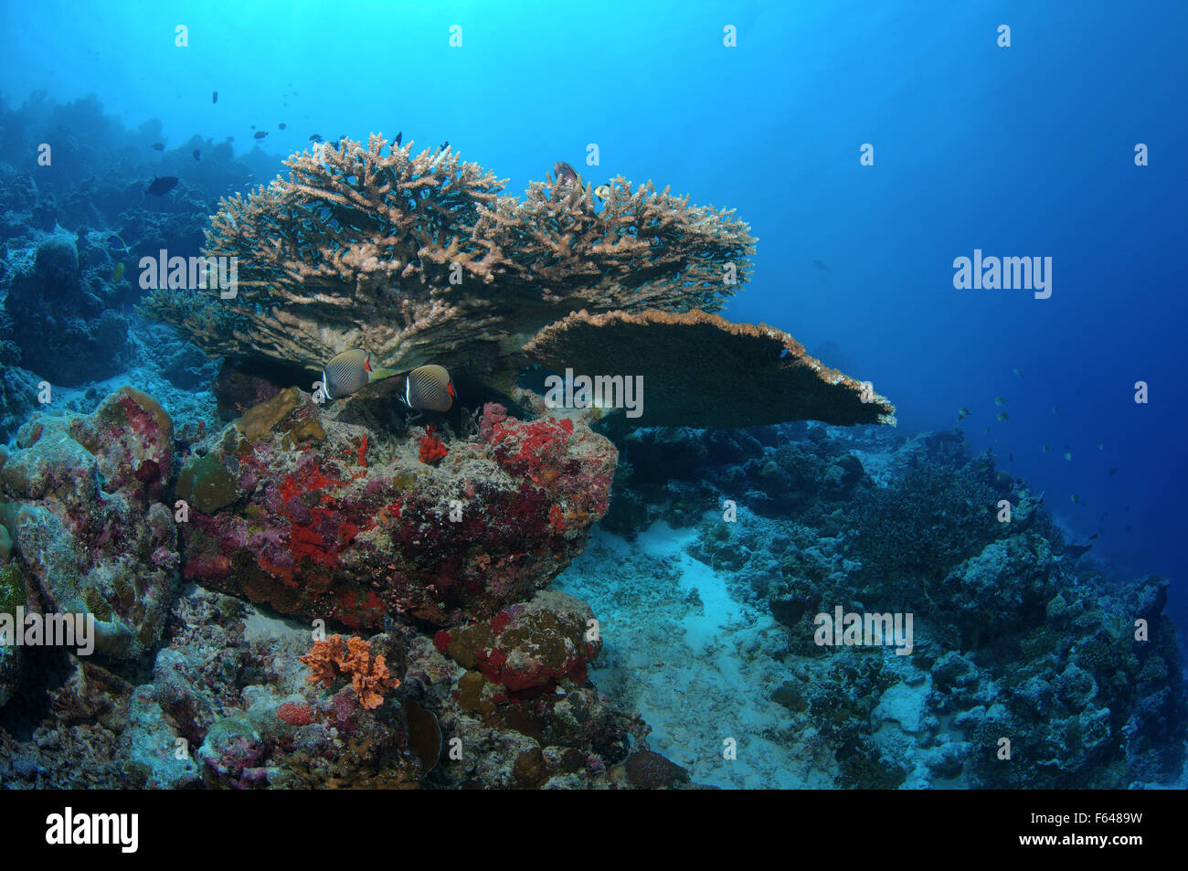 Coral reef, Oceano Indiano, Maldive Foto Stock