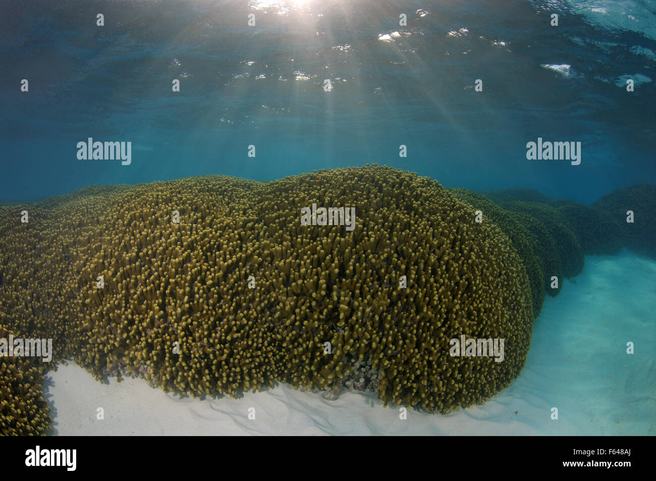 Jeweled dito (Coral Porites cylindrica), Oceano Indiano, Maldive Foto Stock