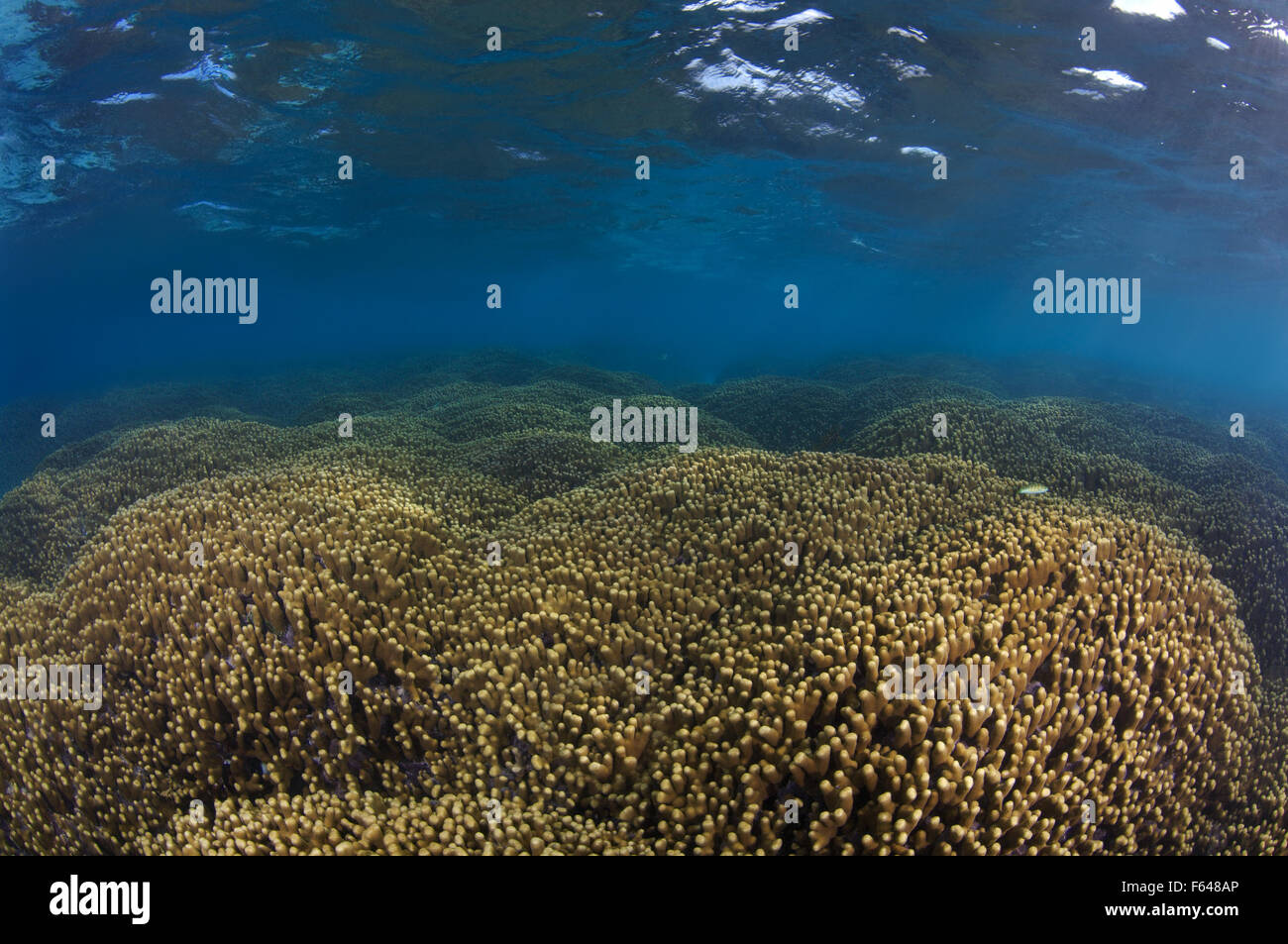 Jeweled dito (Coral Porites cylindrica), Oceano Indiano, Maldive Foto Stock