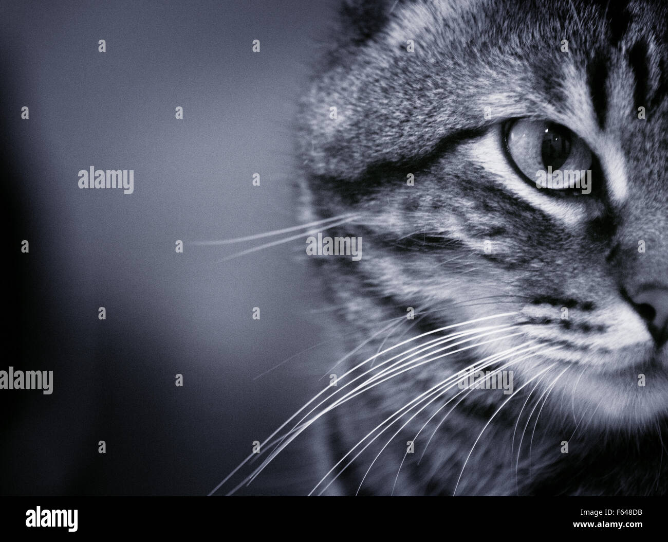 Ritratto di gatto in bianco e nero. Foto Stock