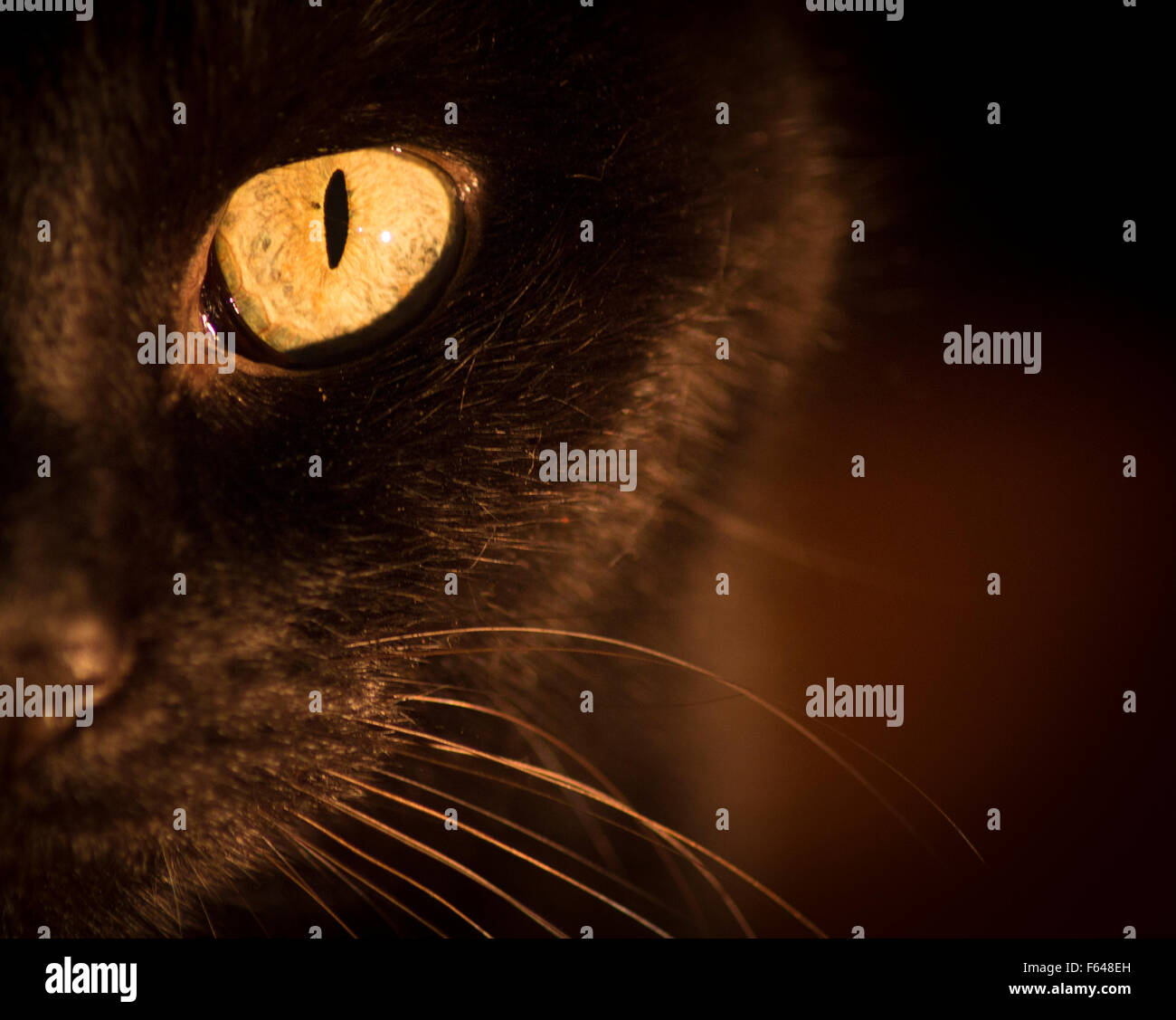 Ritratto di gatto nero con occhio giallo. Foto Stock