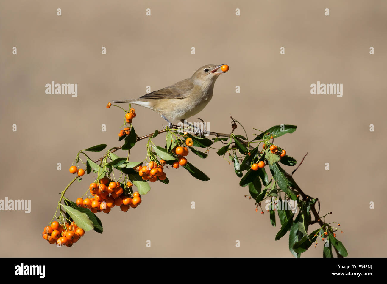 Giardino trillo - Sylvia borin Foto Stock