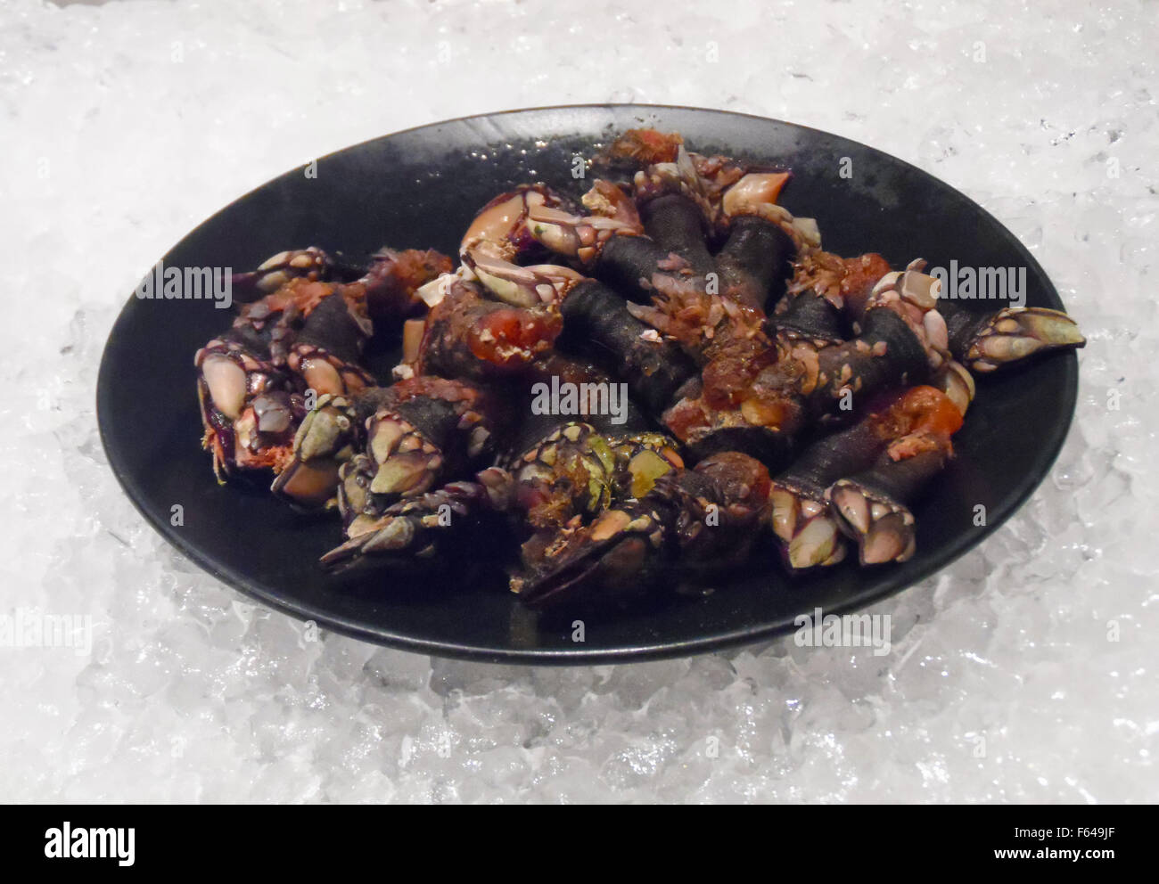 Piastra della barnacles su ghiaccio. Foto Stock