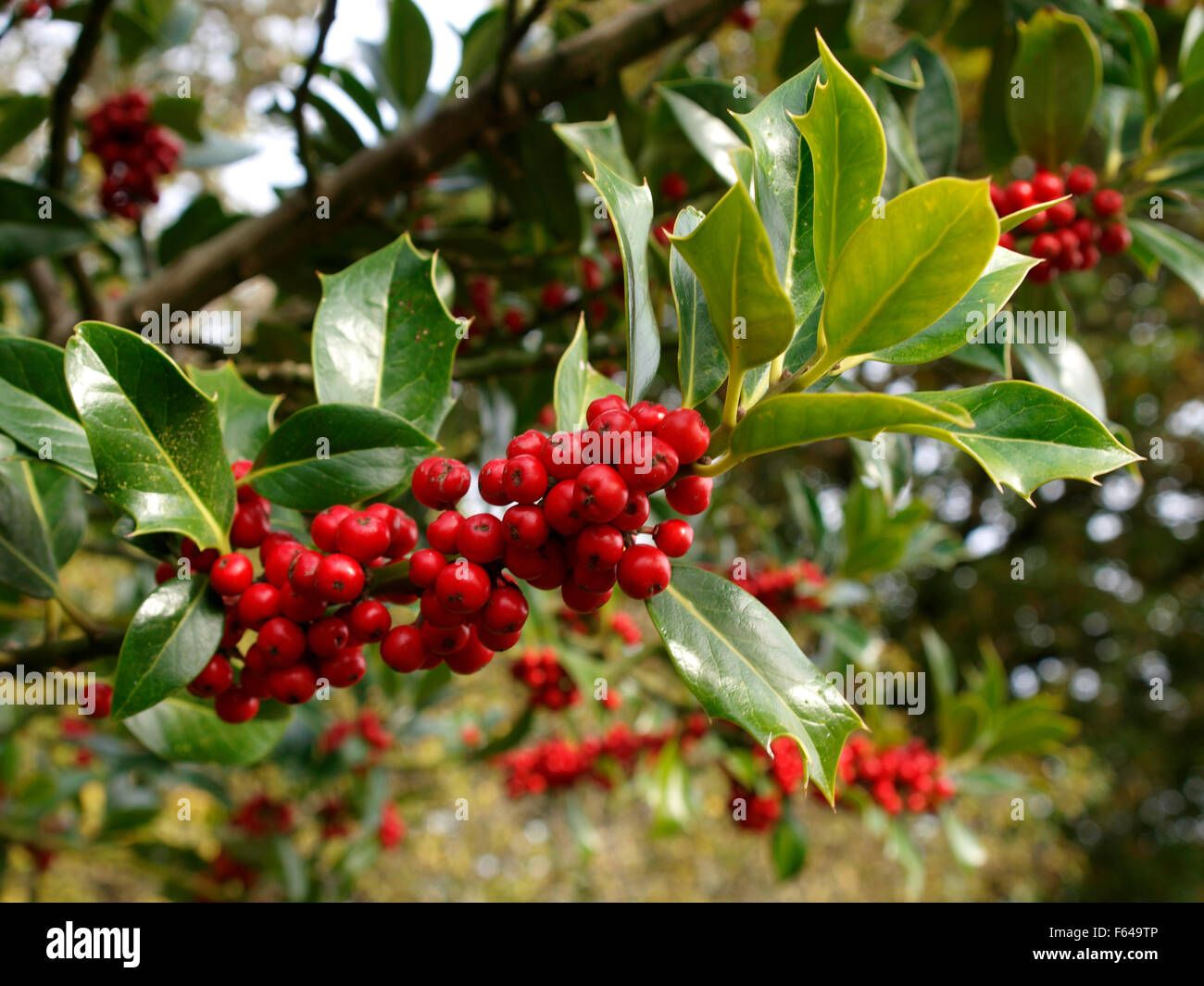 Frutti di bosco su un holly tree, Cornwall, Regno Unito Foto Stock