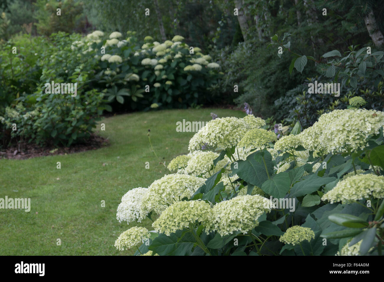 Nativo di boschetto di betulle raggiungere le frontiere piantati con vari ortensie composta con elementi ornamentali erbe, cespugli e piante perenni. Foto Stock