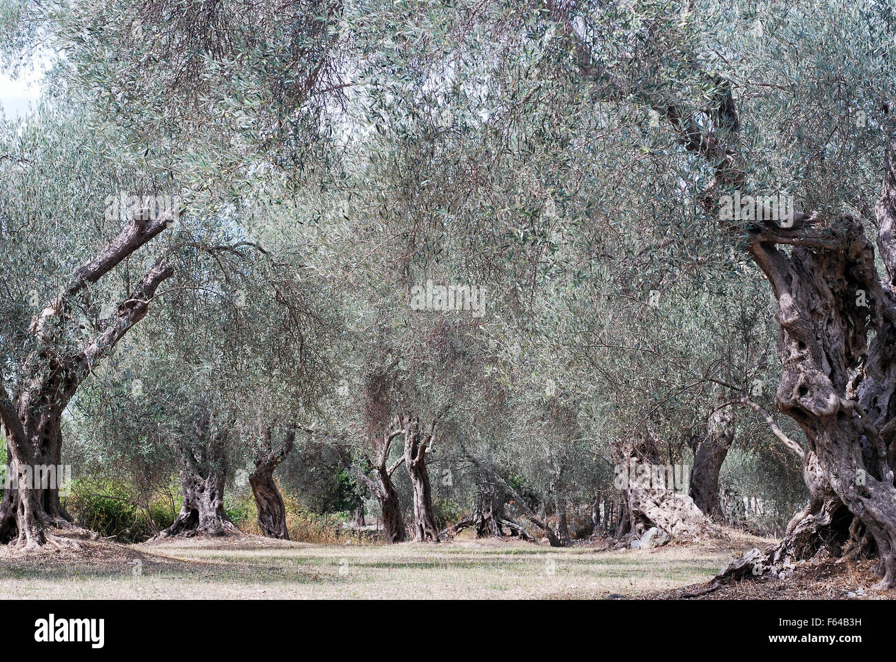 Olive Tree del giardino in Montenegro membro Foto Stock