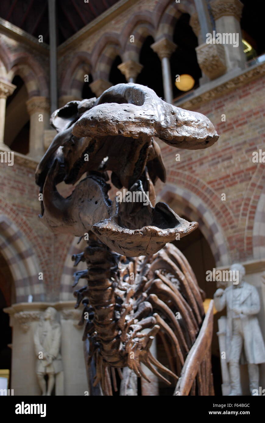 Lo scheletro di animale, Oxford University Museo di Storia Naturale Foto Stock