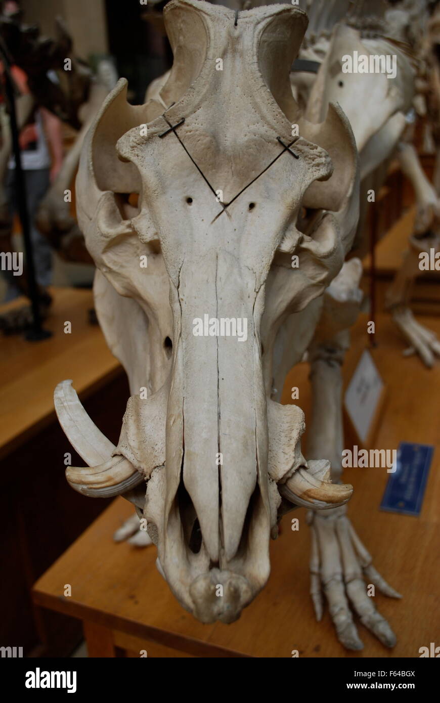 Lo scheletro di cinghiale, Oxford University Museo di Storia Naturale Foto Stock