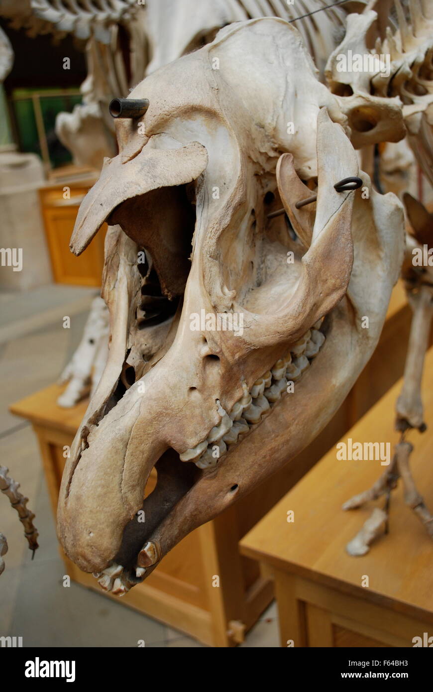 Cranio animale. Oxford University Museo di Storia Naturale Foto Stock