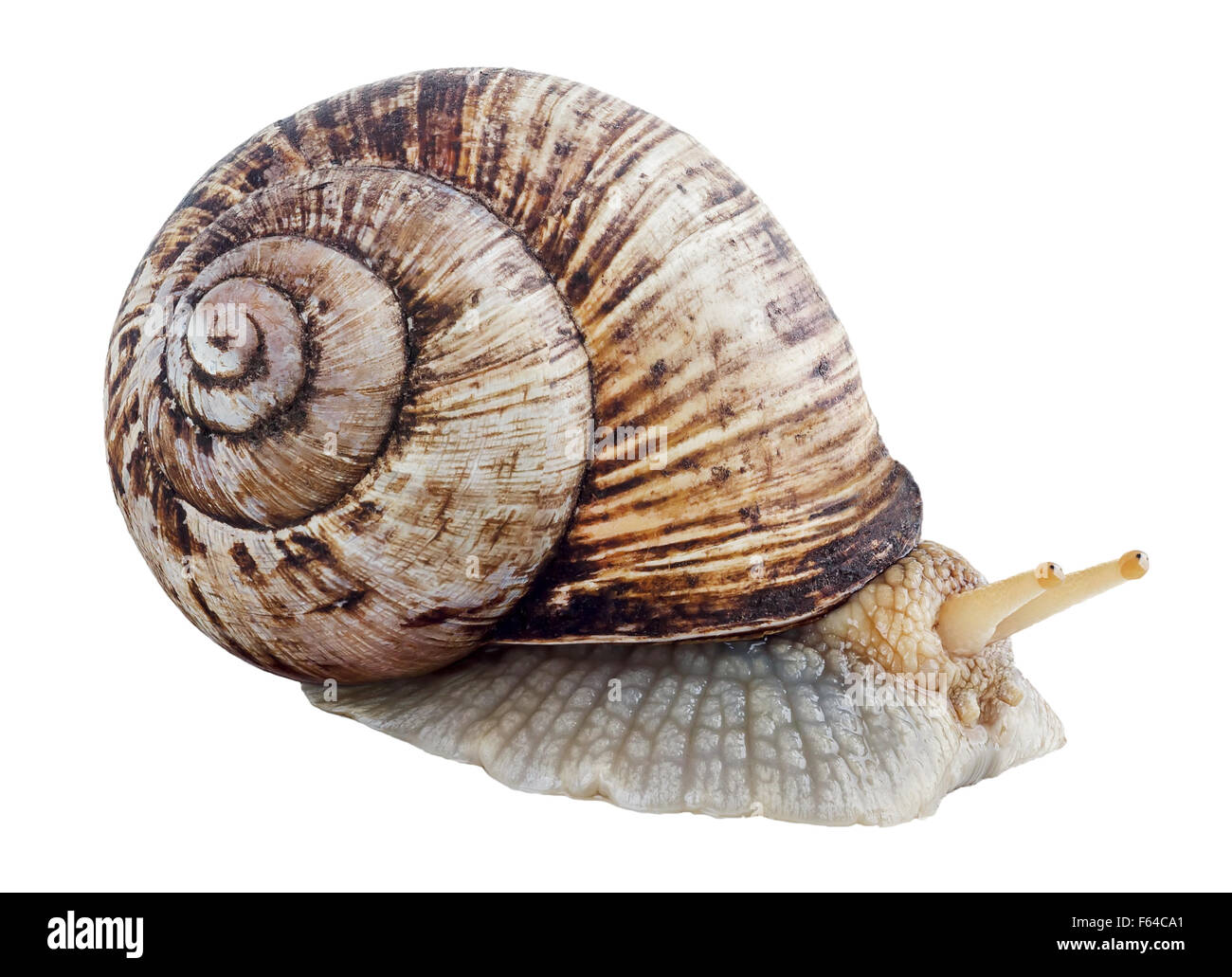 Helix pomatia nomi comuni della Borgogna romano di lumaca lumaca lumaca commestibili o escargot isolati su sfondo bianco Foto Stock