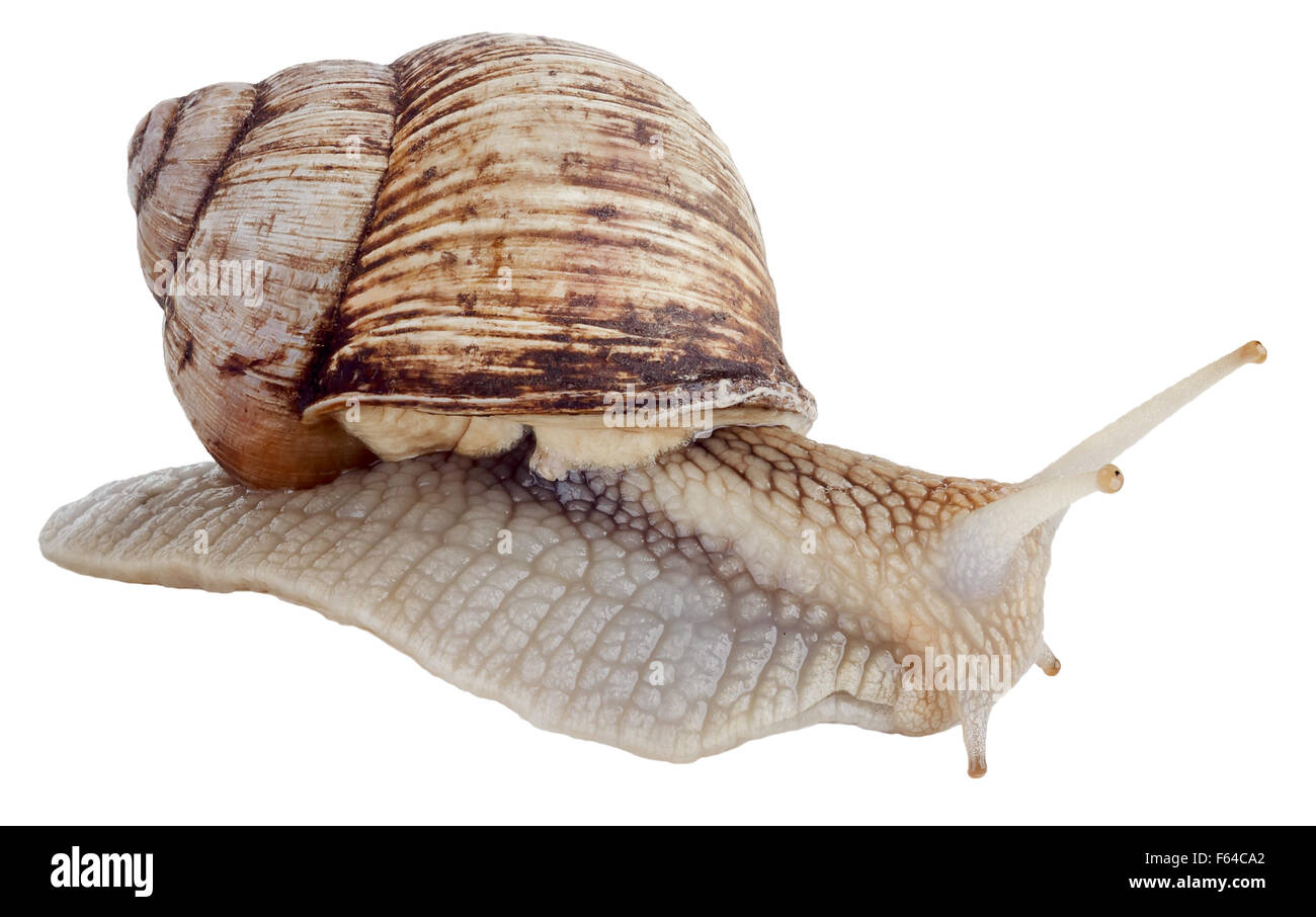 Helix pomatia nomi comuni della Borgogna romano di lumaca lumaca lumaca commestibili o escargot isolati su sfondo bianco Foto Stock