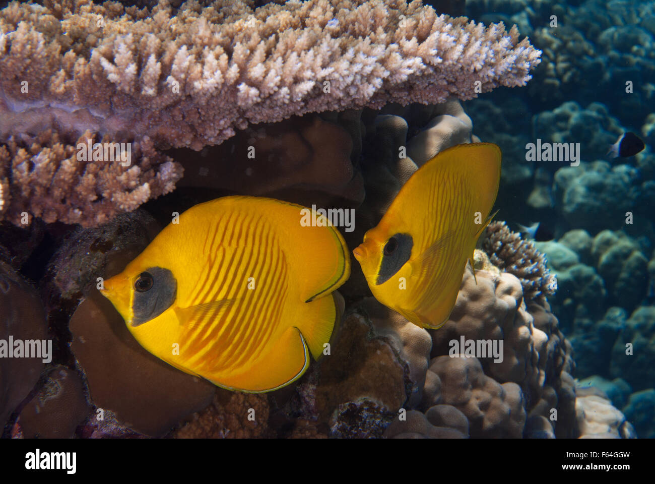 Golden Butterflyfish, Chaetodon semilarvatus, Chaetodontidae, Sharm el Sheikh, Mar Rosso, Egitto Foto Stock