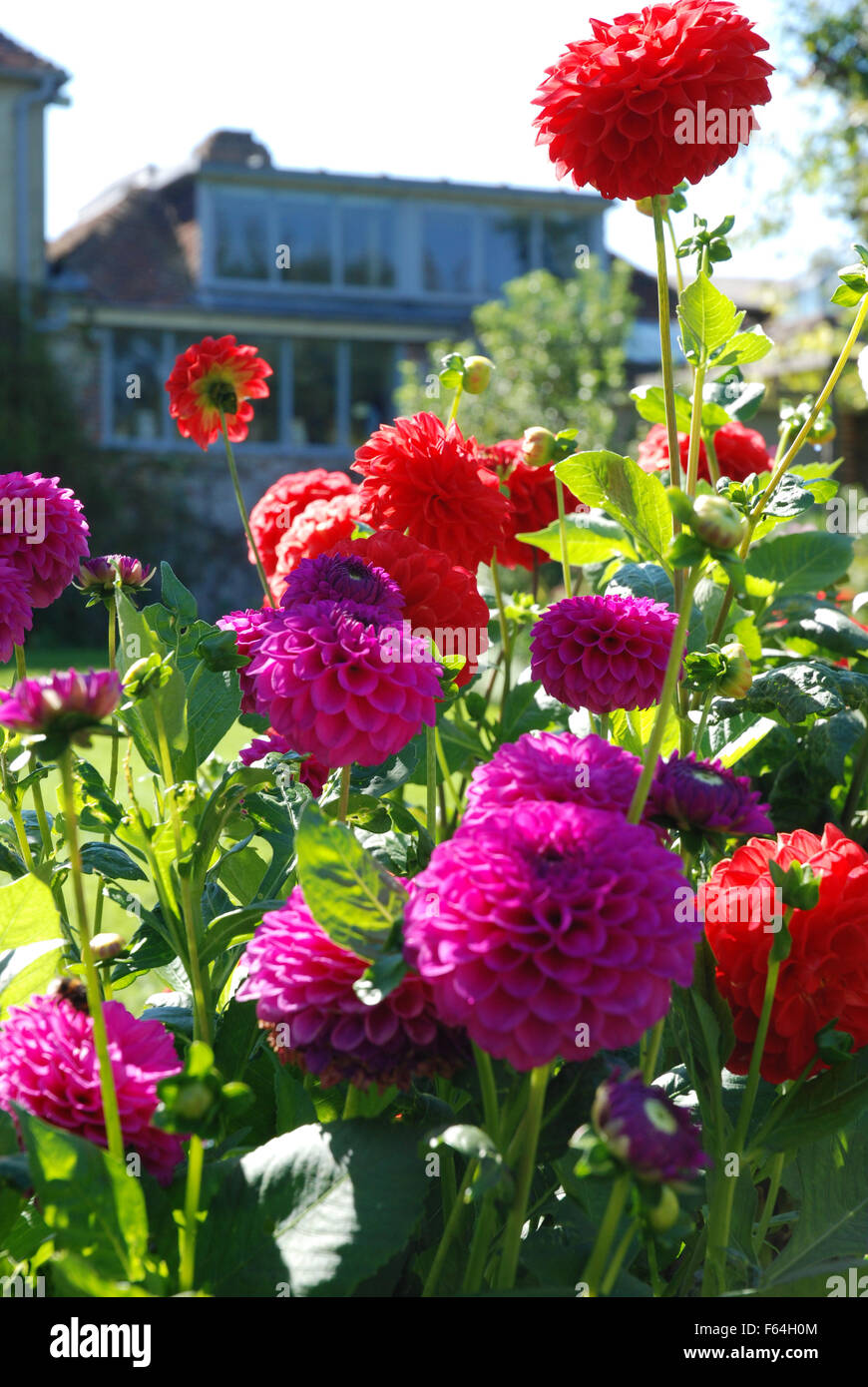Dalie viola e fiori di colore rosso Foto Stock