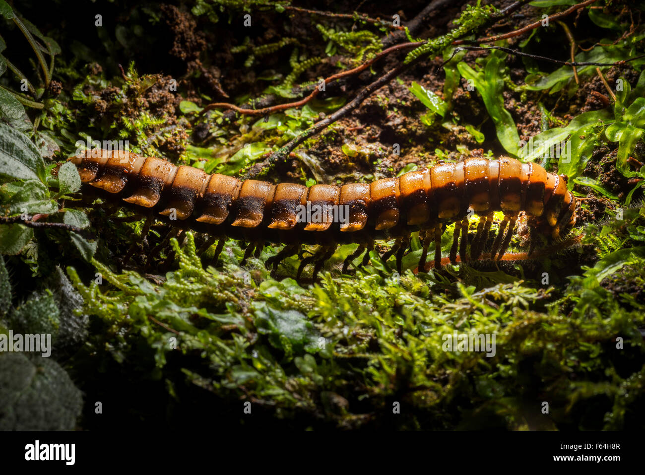 Corpo grande worm di fauna selvatica vita convoluzione corrugato roll up laminati di rotolamento nero rosso scuro crawl, strisciando, foresta pluviale, Foto Stock
