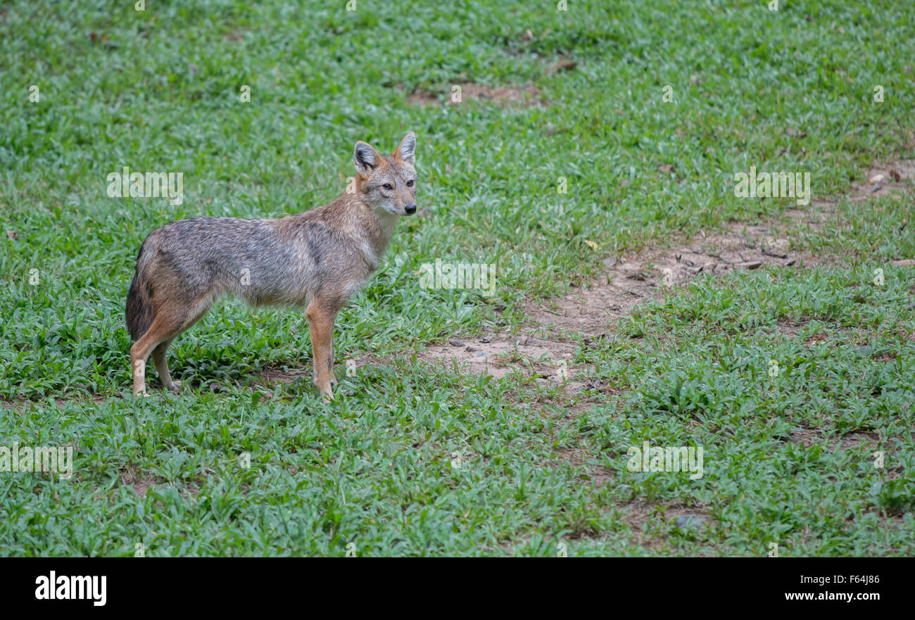 Marrone o Golden o jackal asiatico ( Canis aureus ) Foto Stock