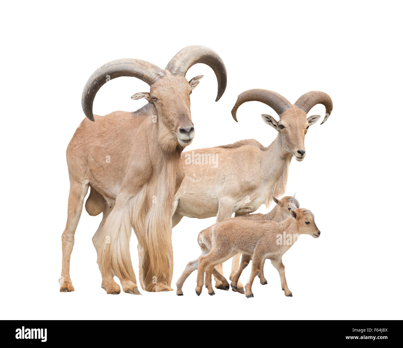 Mufloni famiglia isolato su sfondo bianco Foto Stock