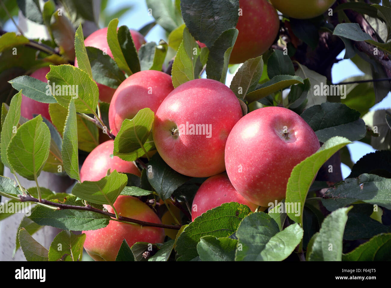 Raccolta mele mature dal frutto area coltivabile dell Alto Adige - Italia. Foto Stock