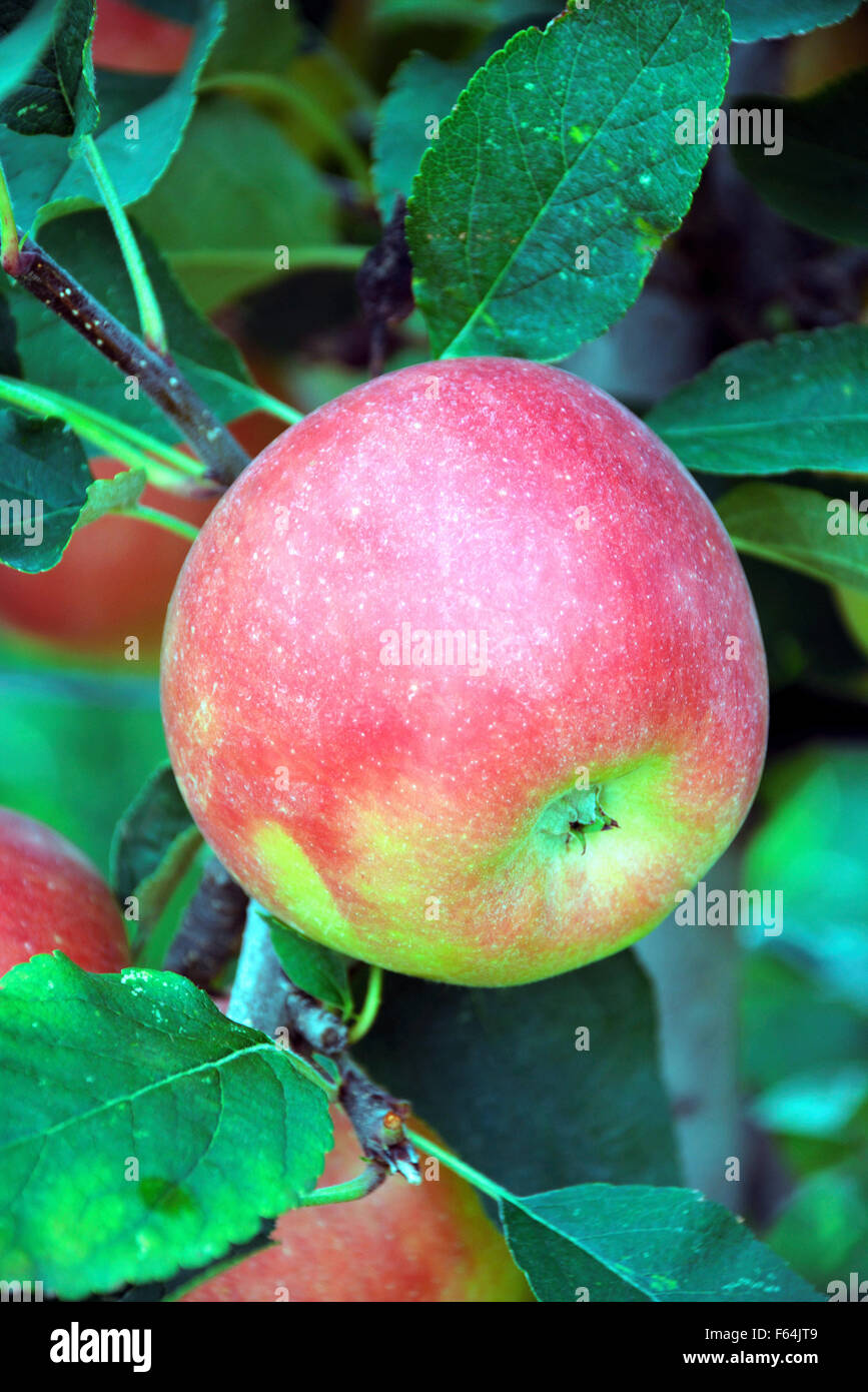 Harvest mela matura dalla frutta area coltivabile dell Alto Adige - Italia. Foto Stock