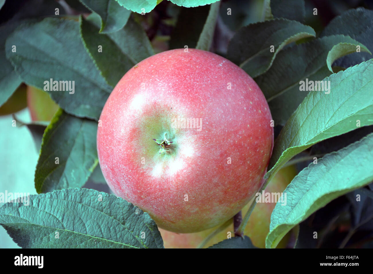 Harvest mela matura dalla frutta area coltivabile dell Alto Adige - Italia. Foto Stock