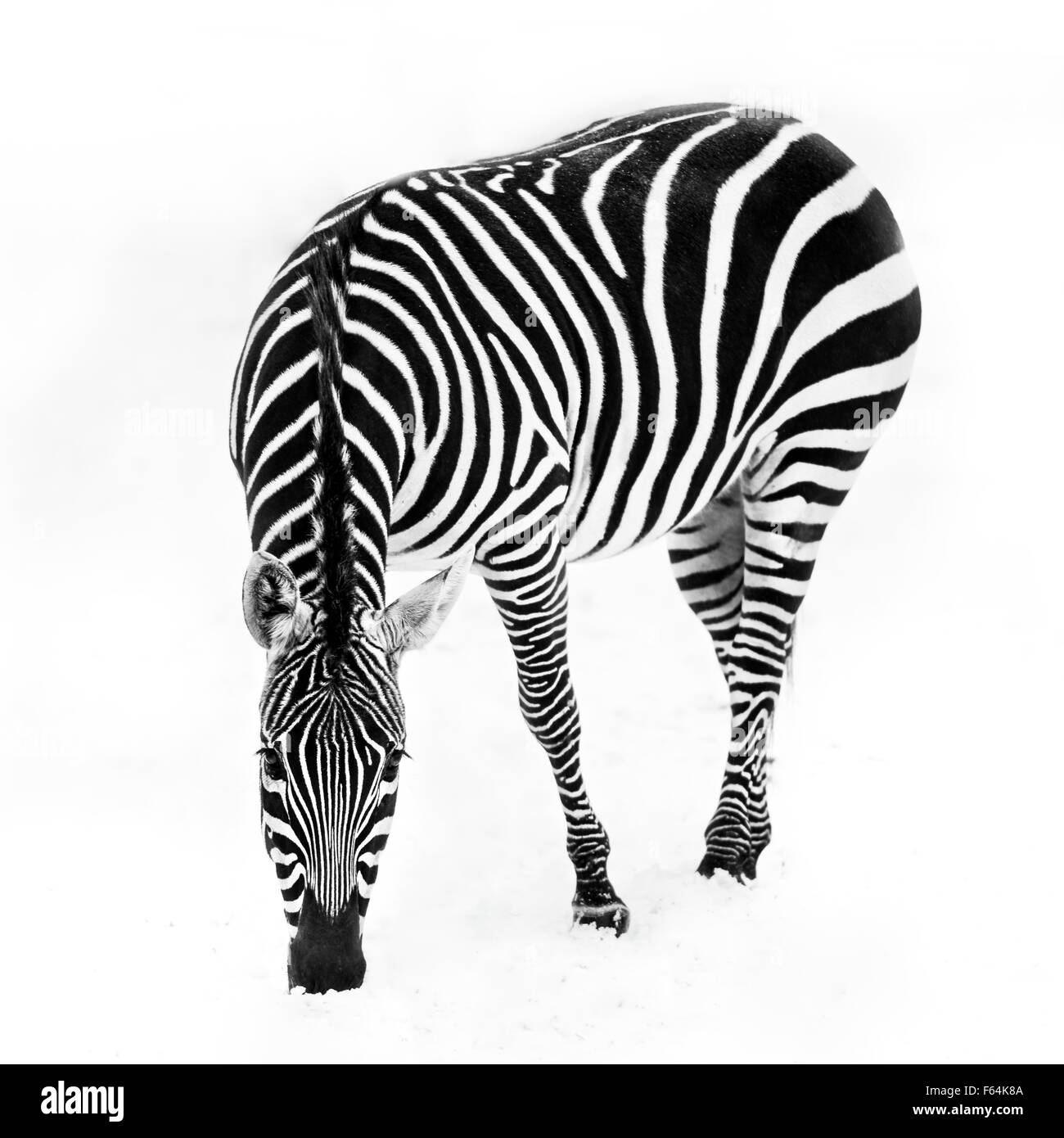 Zebra pascolando nella neve Foto Stock