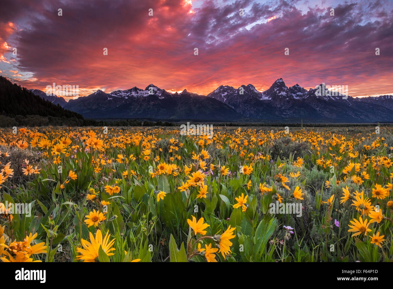 Campo di fiori selvatici in Wyoming Grand Teton National Park sotto un tramonto infuocato. I fiori selvatici sono arrowleaf balsamroot. Foto Stock