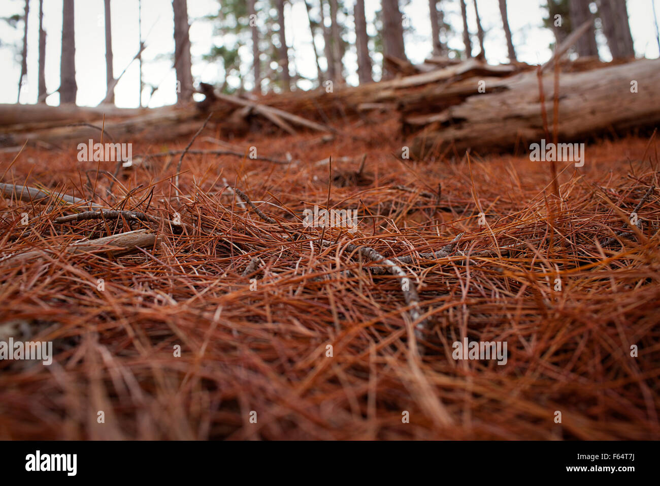 Tappeto di secco di aghi di pino su un suolo della foresta Foto Stock