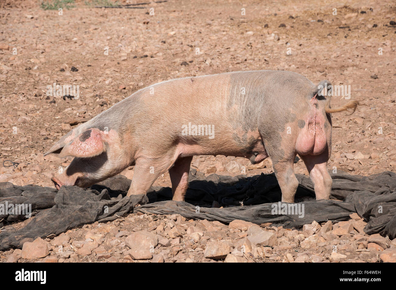 Qualora si tratti di maschi non castrati alimentazione di suini in un campo incolto Foto Stock