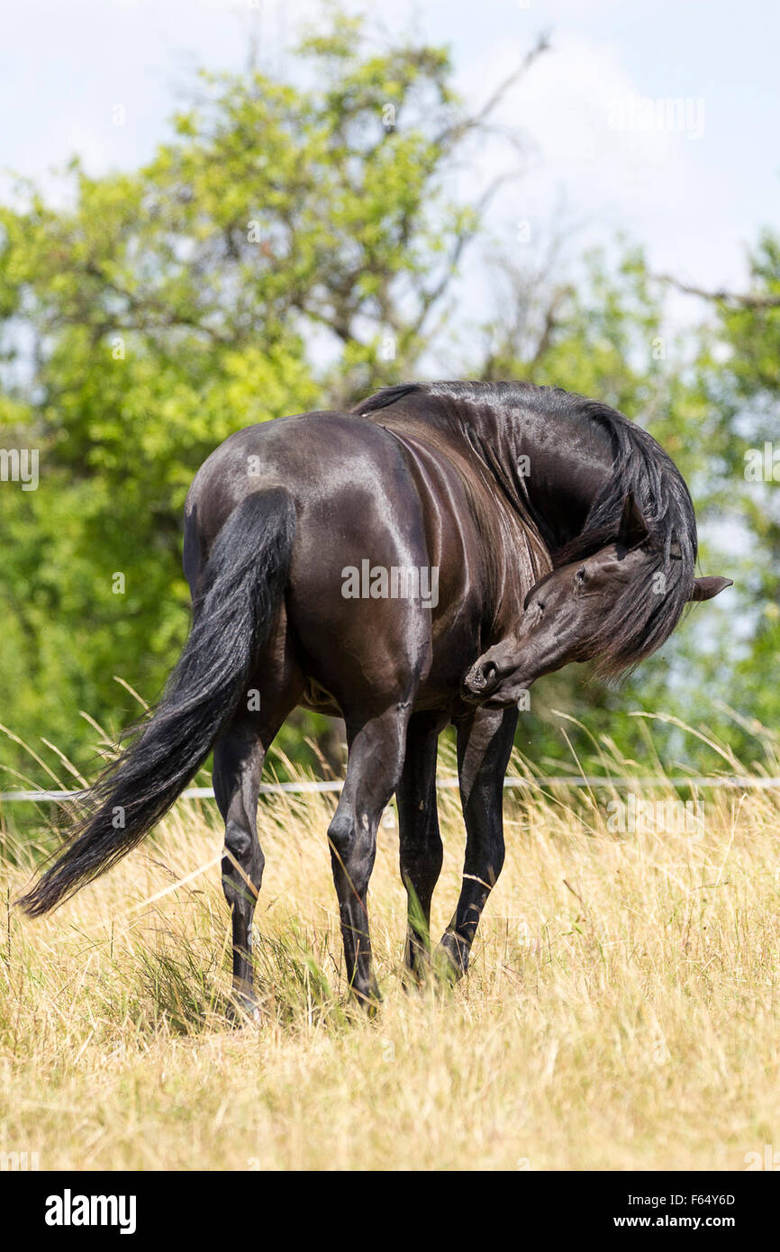 Barb cavallo che soffre di coliche. Germania Foto Stock