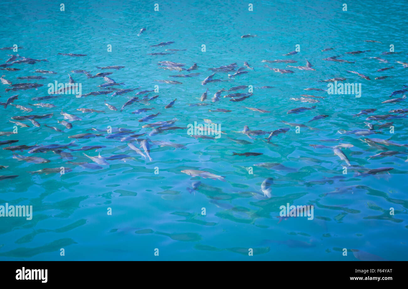 Fattoria di pesce in acqua Foto Stock