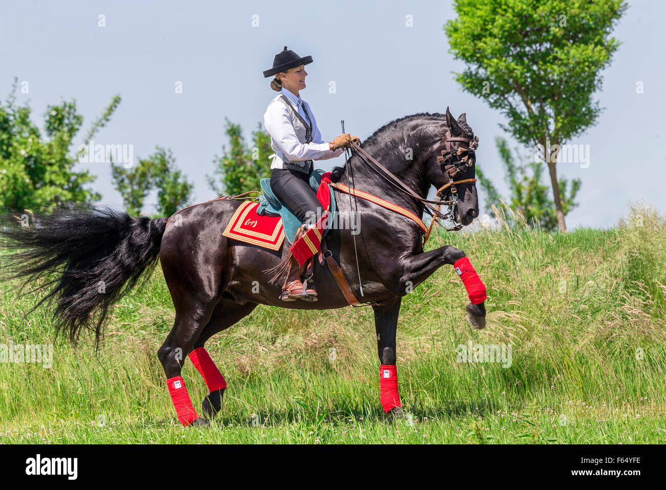 Puro Cavallo Spagnolo andaluso. Rider in costume tradizionale su stallone nero di eseguire gli spagnoli a piedi. Germania Foto Stock
